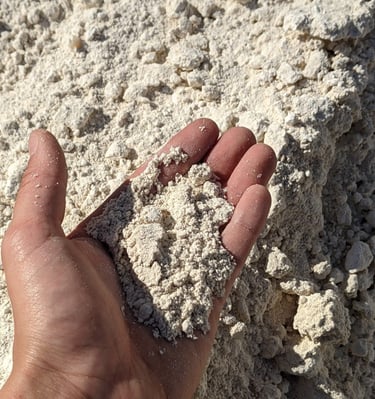 L'Oursin Blanc craie fine