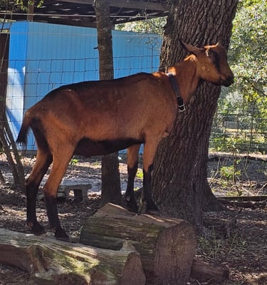 Oberhasli goat whether standing on two logs with blue shed in background