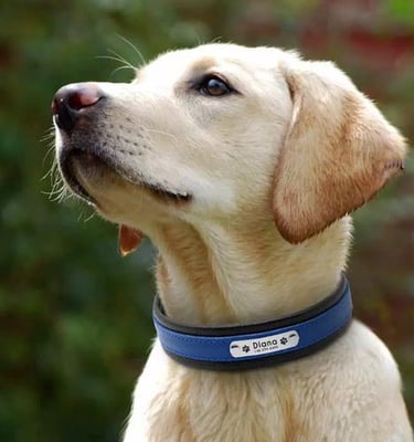 Dog Collar