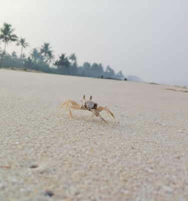 Kelionės į Indiją Travel India crab at Mararikulam beach