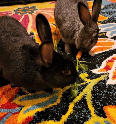 pet sitting two rabbits are eating a carrots on a rug bunny boarding 