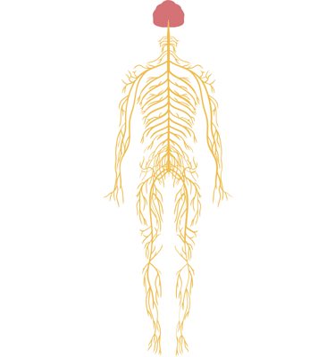 nervous system