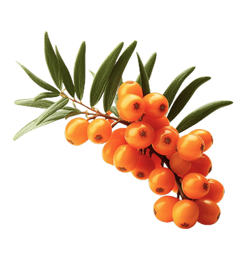Sea Buckthorn fruit illustration – orange antioxidant-rich berries