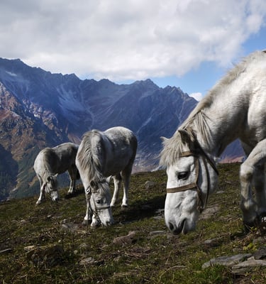 Kelionės į Himalajus Travel Himalaya horses in the mountains