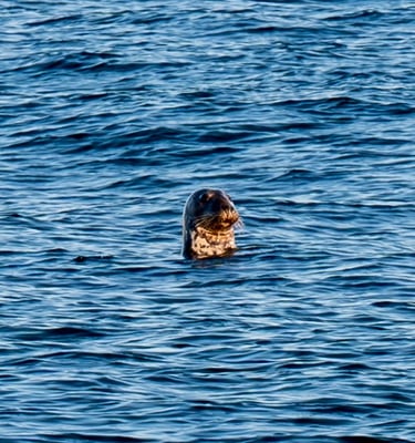a harbor seal in the atlantic ocean in montauk point