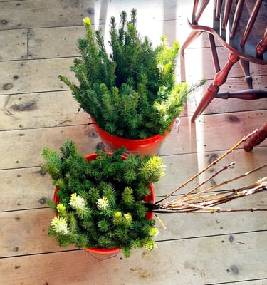 500 Baby Christmas Trees Ready for Planting!