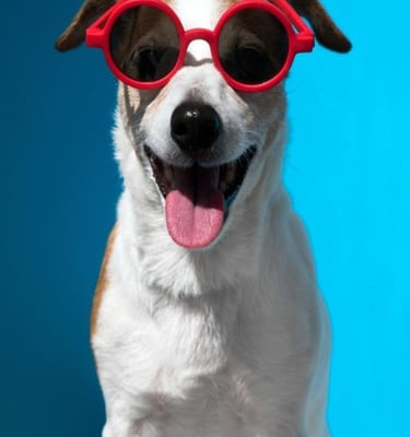 happy Jack Russell Terrier wearing red sunglasses against a bright blue background.