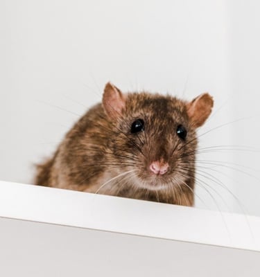 RAT D EGOUT SUR UN PLACARD