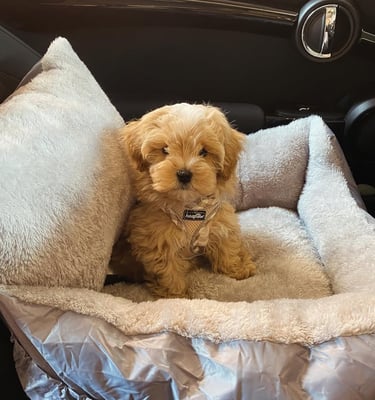 Maltipoo Puppies for Sale in the USA & Canada