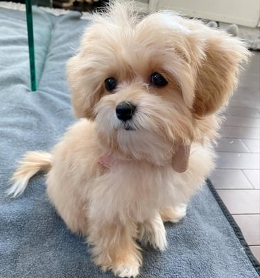 Maltipoo puppies for sale