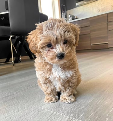 Maltipoo puppies for sale