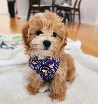 Maltipoo puppies for sale