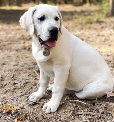 Labrador Retriever Puppies for Sale