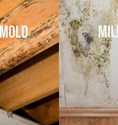 Difference  between mold and mildew