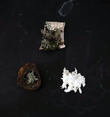 miniature and mysterious botanical worlds of lichen and moss