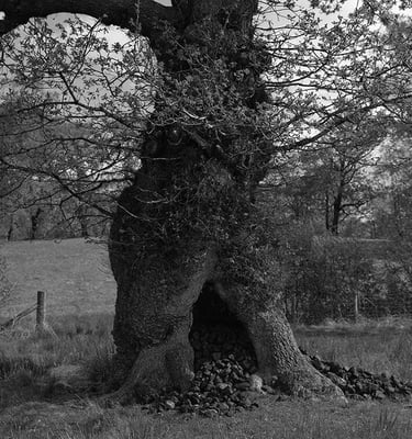 old tree in a field with coal falling out of its trunk