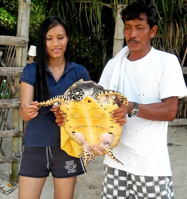 Sea Turtle on Guimaras Island, Philippines