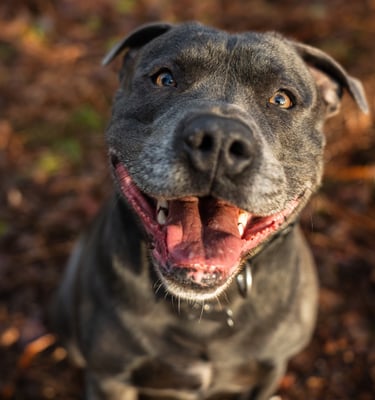 Blue Staffordshire bull terrier in woodland during outdoor dog photography session in Cheshire