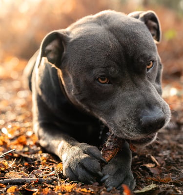 Blue Staffordshire bull terrier in woodland during outdoor dog photography session in Cheshire