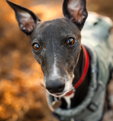 Whippet in woodland during outdoor dog photography session in Cheshire