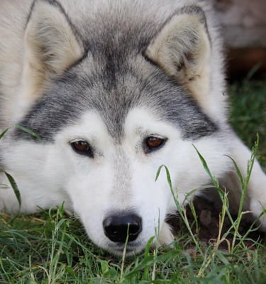 Huskyhündin Navaja entspannt im Gehege