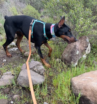 Doberman X ClipsOPoil
