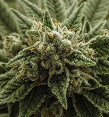 Algarve Cannabis Club