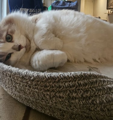 cat visit in leslievlle