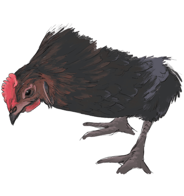 Marans Cuvree, one of the heritage breeds laying our delicious and nutritious Orchard Eggs.