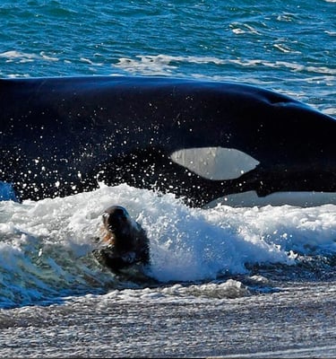 Orcas en Peninsula Valdes
