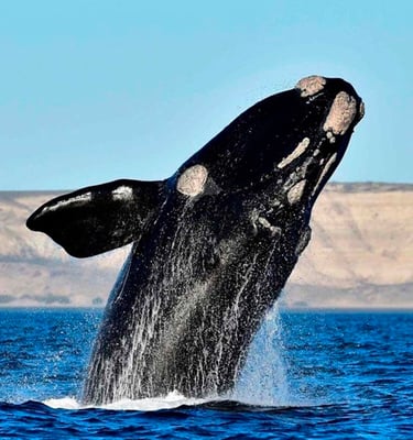 Ballena Franca Austral, Peninsula Valdes
