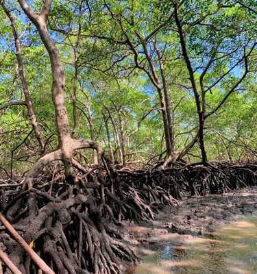 Trilhas, Ilha de Boipeba Praia de Castelhanos Refúgio do Sagrado. Eventos e hospedagem