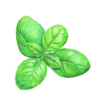 Basil illustration