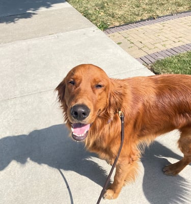 Pet care services in Chicago North