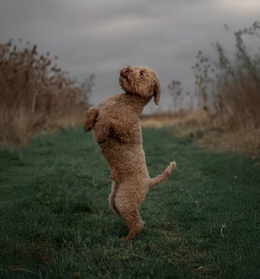 A brown Lagotto Romagnolo dog standing on its hind legs during pet photography in Wakefield