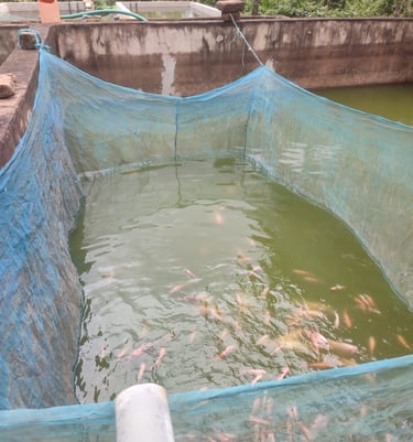 Bassin de tilapias
