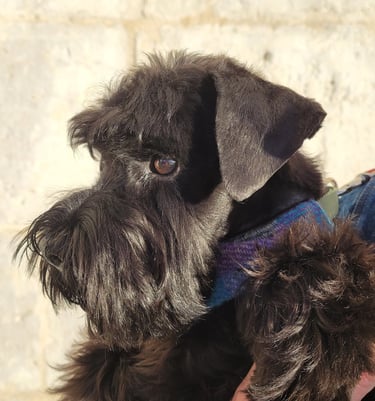 Magnifique chiot Schnauzer nain noir