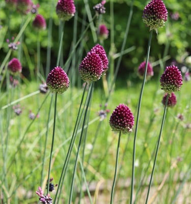 dekoratyvinis cesnakas