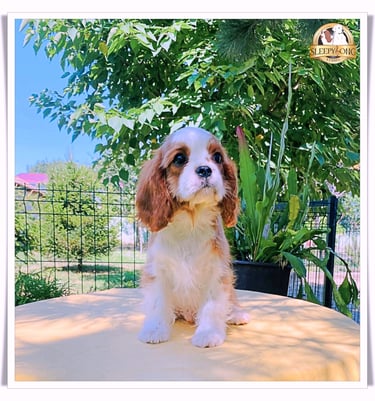 Male Cavalier little puppy in the Sleepysong Kennel