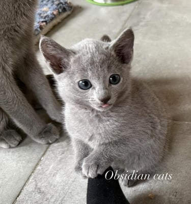 photo chaton bleu russe obsidian cats