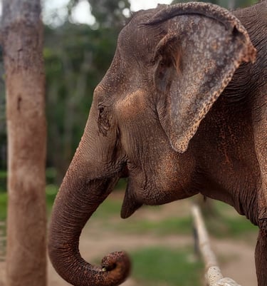 thailand phuket elephant sanctuary