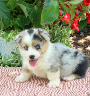 Corgi Puppies for Sale