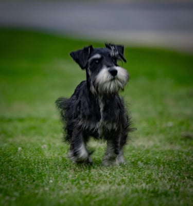 Miniature Schnauzer Puppies for Sale
