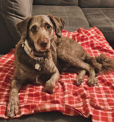 private boarding in riverdale/leslieville 