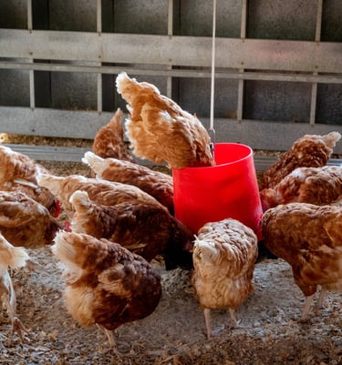 Mejora del valor energético de las dietas