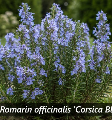 la plante Romarin officinalis 'Corsica Blue'