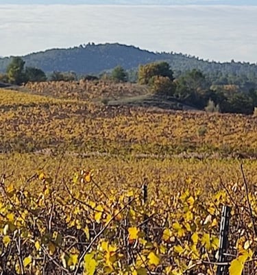 vignobles autour de Pierrevert