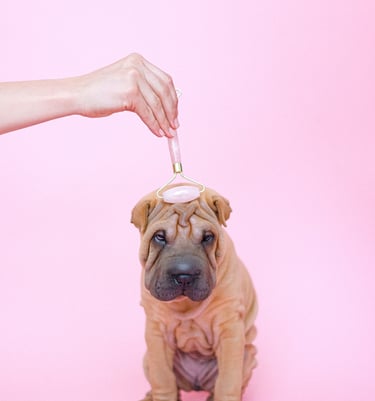 full grooming deluxe - pet grooming-oatmeal conditioner- keratin- dog spa- pet spa- luxury grooming