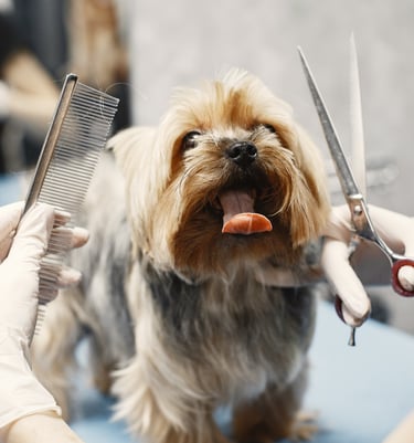 Full grooming - pet grooming- professional dog grooming- best pet groomer- experience- cat grooming