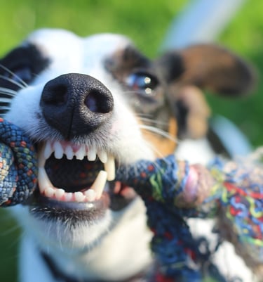 dental cleaning no anesthetic pet grooming, dog dental cleaning, professional dog groomer near me